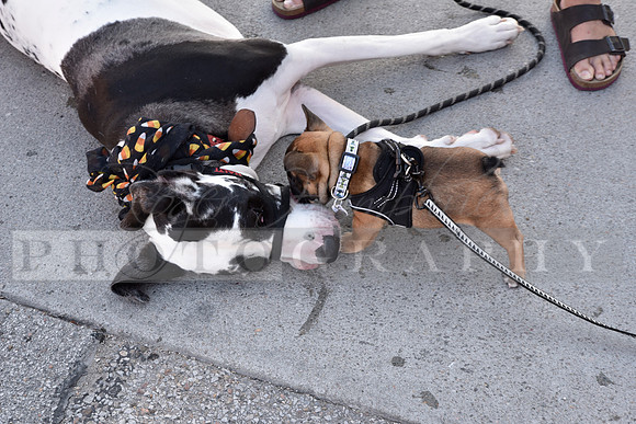 Dog Show_RHP_21