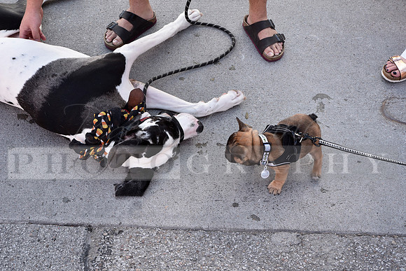 Dog Show_RHP_19