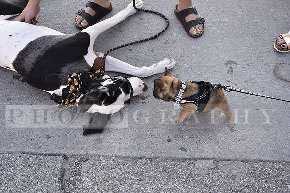 Dog Show_RHP_20