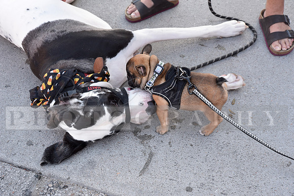 Dog Show_RHP_24