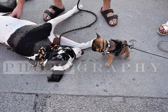 Dog Show_RHP_18