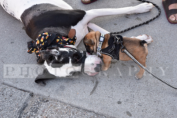 Dog Show_RHP_22