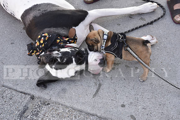 Dog Show_RHP_23